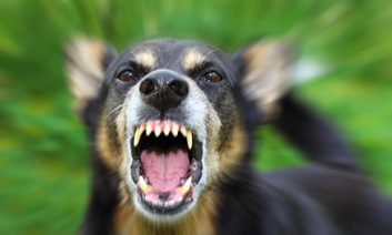 Imatge dún gos molt agressiu